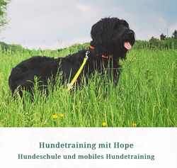 Hundetraining Julia Ripp