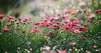 Flower in Sunlight