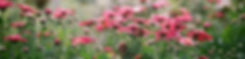 Field of Chrysanthemums