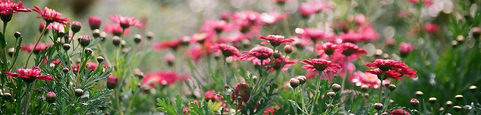 Field of Chrysanthemums