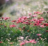 菊のフィールド 