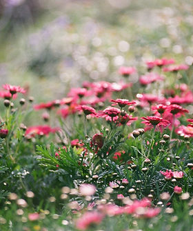 Meadow Full of Flowers