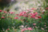 EWVH Gardens