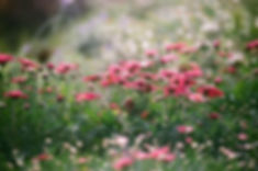 Field of Chrysanthemums