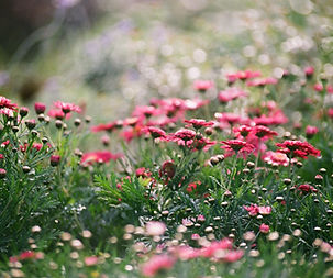 spring sbhprl