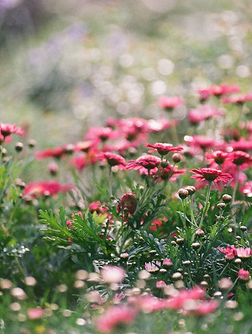 Field of Chrysanthemums