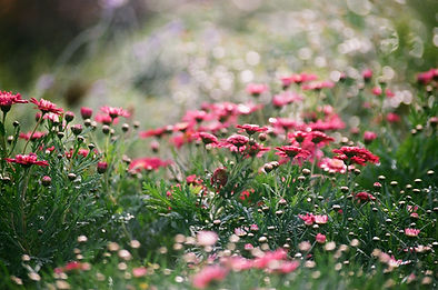 A close up of magenta colored wild flowers in nature.