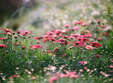 ...And May Flowers Bring Allergies