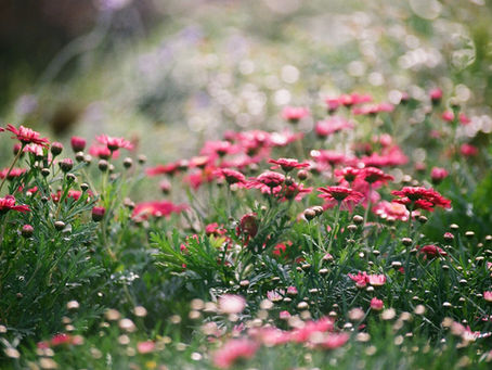 Raised Flower Bed