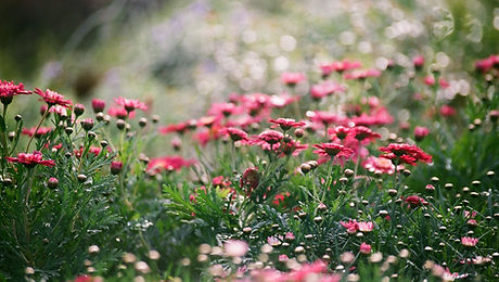 Field of Chrysanthemums