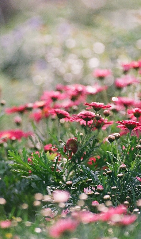 Field of Chrysanthemums