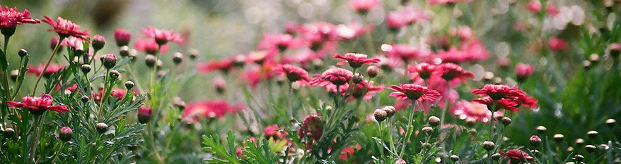 Field of Chrysanthemums