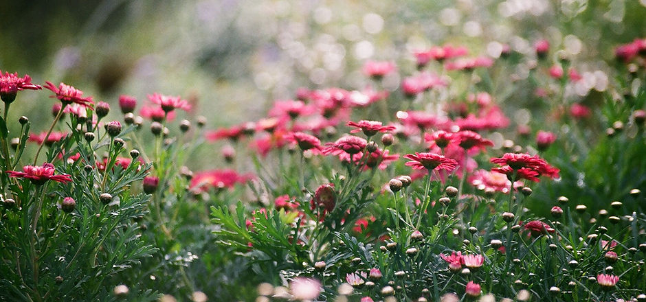 Botanical Garden