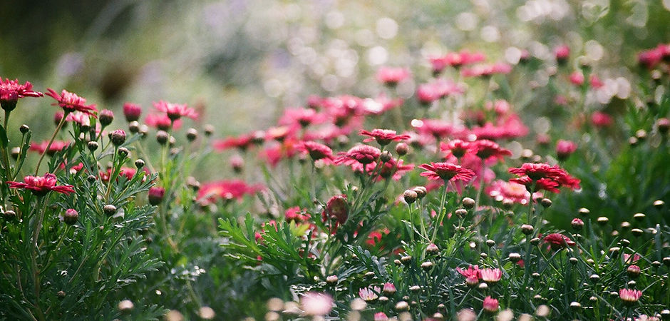 Field of Chrysanthemums