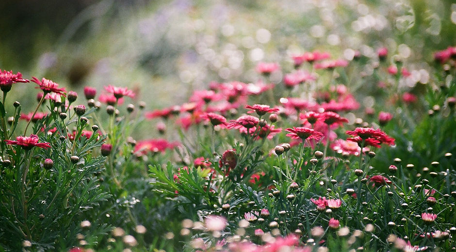 Field of Chrysanthemums