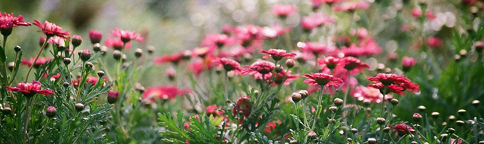Field of Chrysanthemums