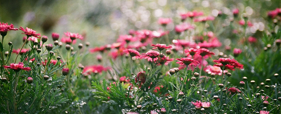 Blumen auf der Wiese