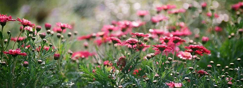 Field of Chrysanthemums 