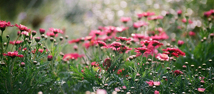 Field of Chrysanthemums