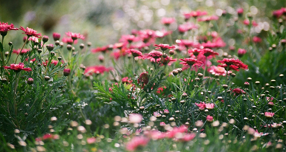 Field of Chrysanthemums