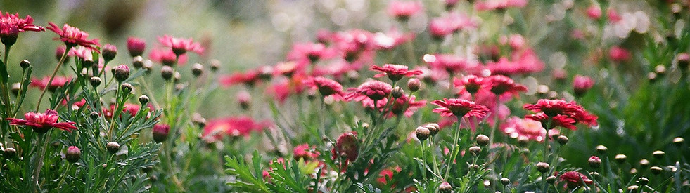 Field of Chrysanthemums