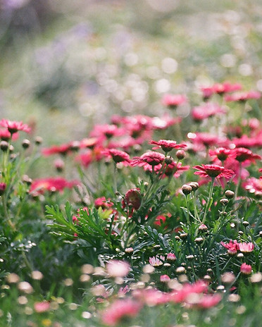 Field of Chrysanthemums