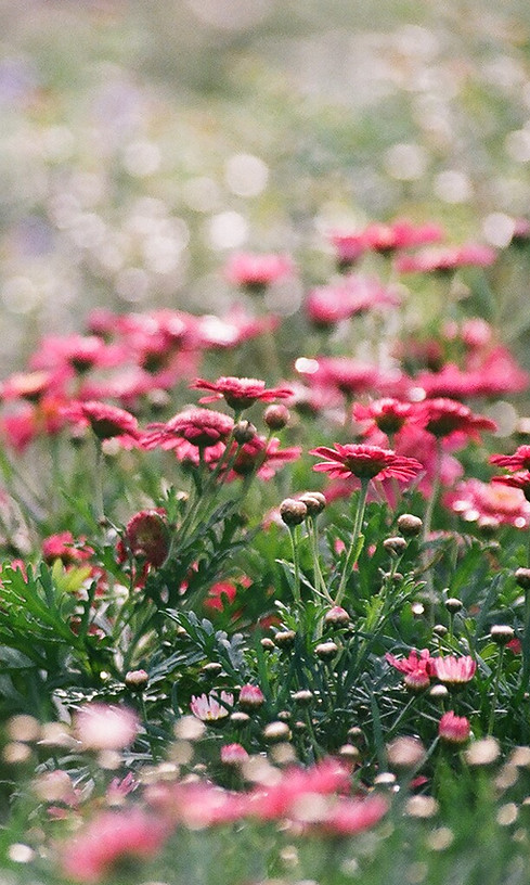 Champ de Chrysanthèmes