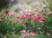 Field of Chrysanthemums