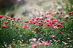 Allergies threatment