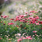 Champ de fleurs roses