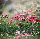 Champ de Chrysanthèmes