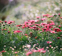 Field of Chrysanthemums