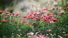 What are Flower Remedies?