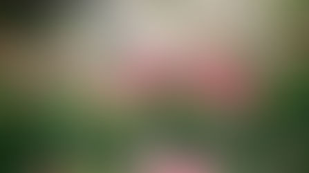 What are Flower Remedies?