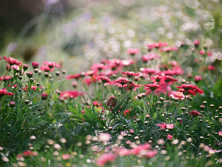 Bloom where you're planted!