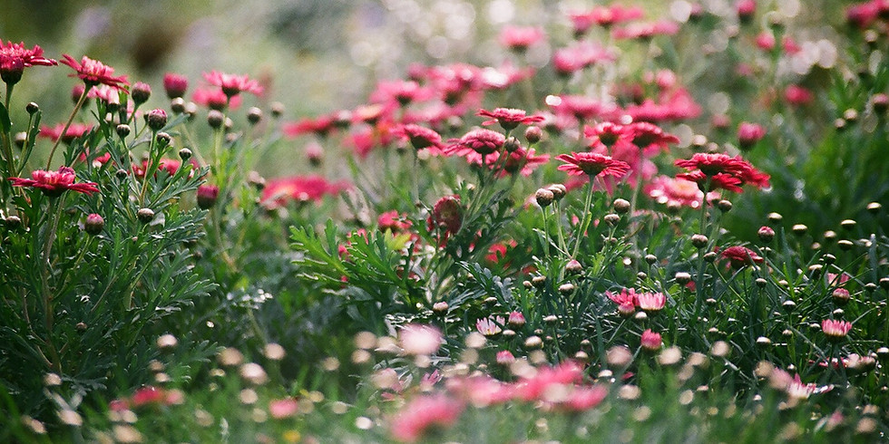 May Women's Circle: Mid Spring