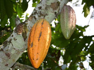 מסע בארצות הקקאו- חלק ב- פולי הקקאו