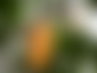 מסע בארצות הקקאו- חלק ב- פולי הקקאו