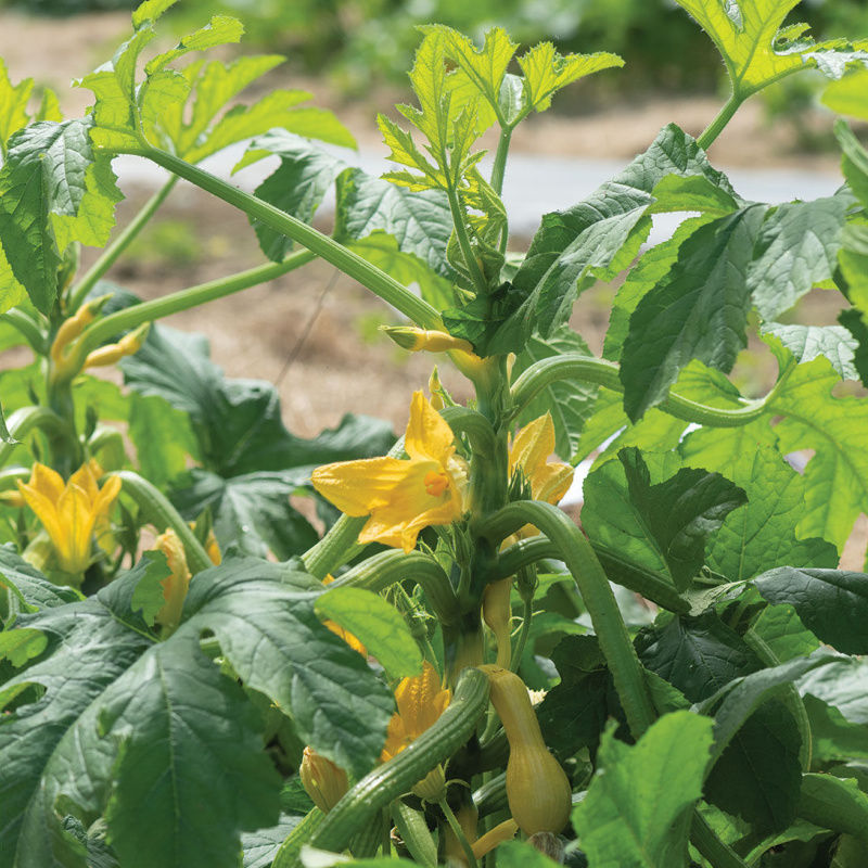 Squash Plant - Goldfinch