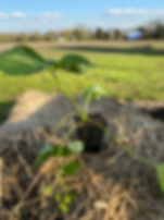 Strawberry Plant