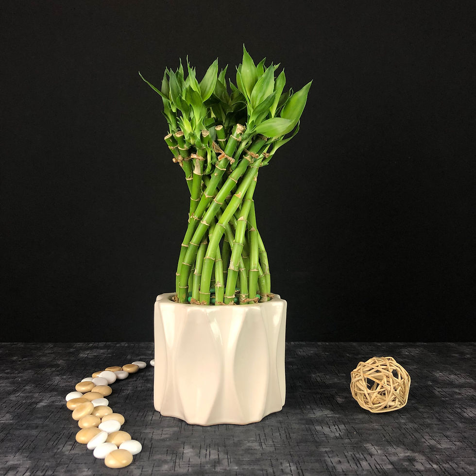 Bamboo (Lucky Bamboo)