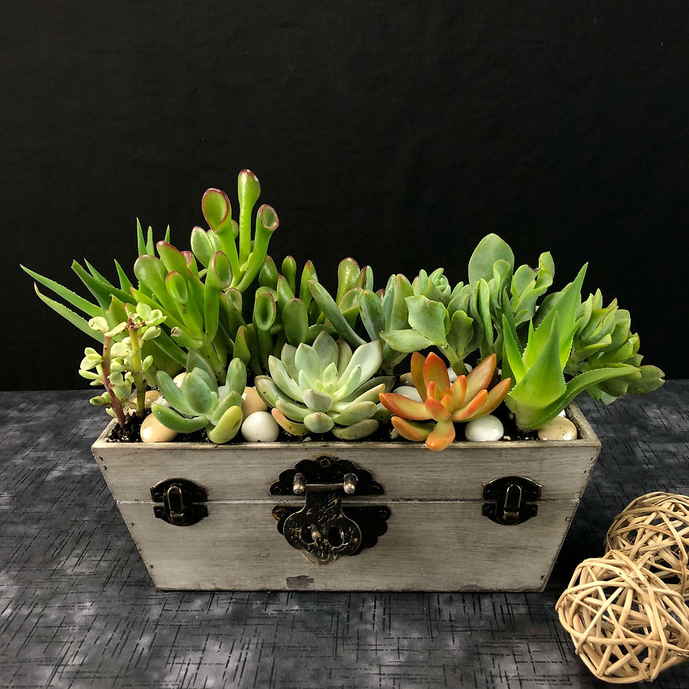 succulents box