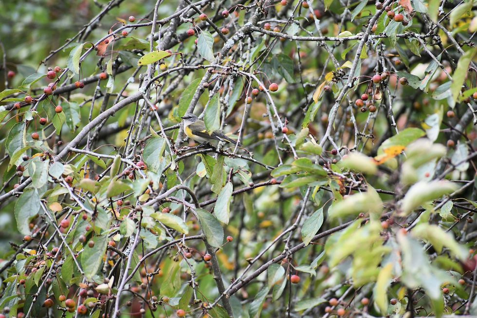 The Return of the Warblers