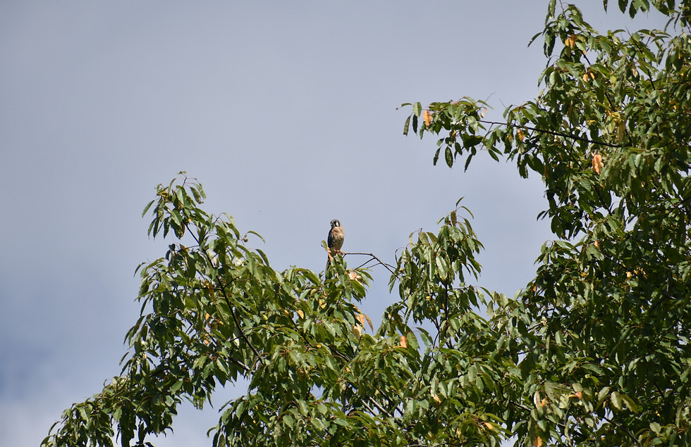 kestrel front in leaves