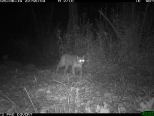 Snapshot NY: How You Can Help Track New York's Wildlife — From Your Own Backyard