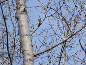 Northern Flicker vs. Red-Bellied Woodpecker: Two Backyard Loud Mouths Worth Knowing