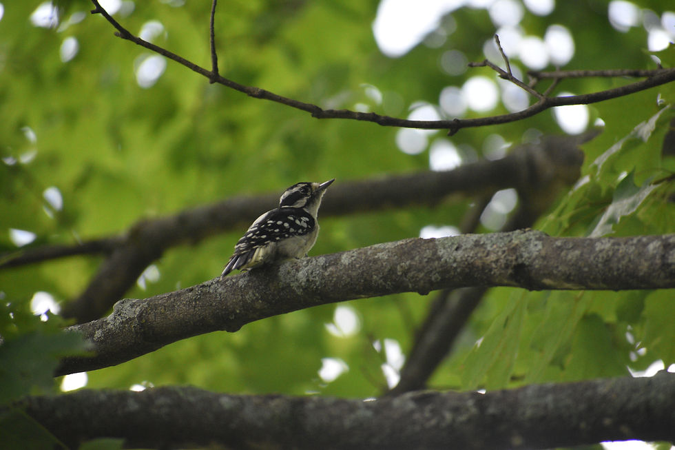 woodpecker on branch.