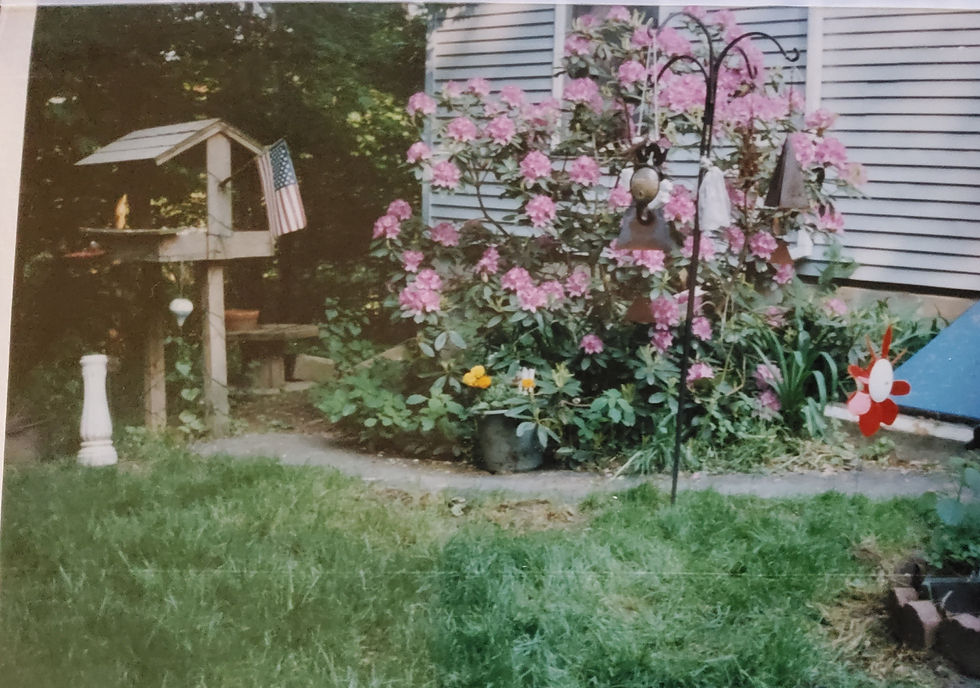 old bird feeder photo