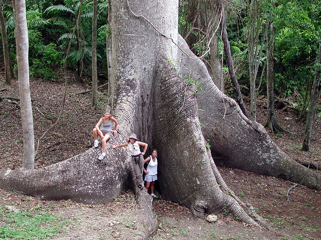 Giant Tree.jpg