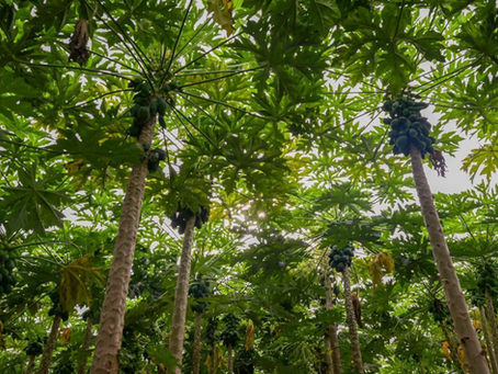 Tihama Farms: Evidence of Al-Baha's Superiority in Agriculture